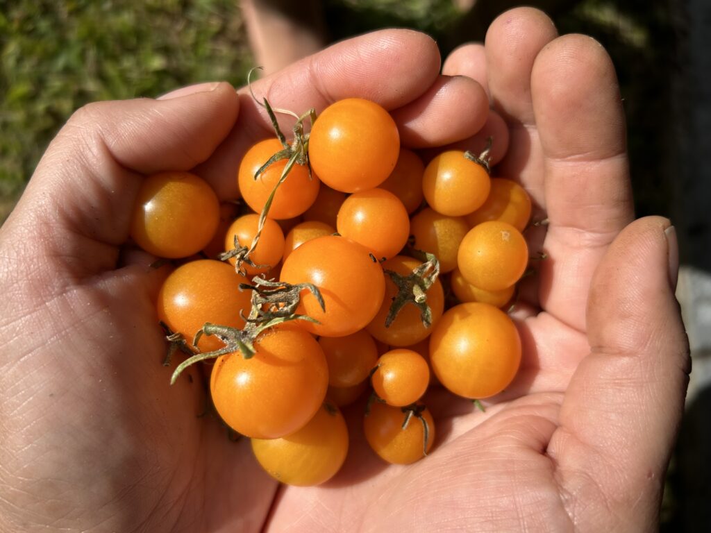 grape tomatoes in palms